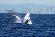 Humpback Whale Gold Coast 0050