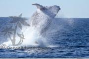 Humpback Whale 0127