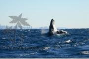 Humpback Whale Gold Coast 0330