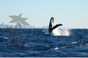 Humpback Whale Gold Coast 0331