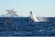 Humpback Whale Gold Coast 0332
