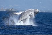 Humpback Whale Gold Coast 0416a