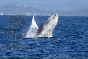 Humpback Whale Gold Coast 0454a