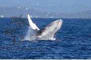 Humpback Whale Gold Coast 0455a