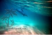Dolphin at Froggies 0545