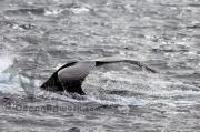 Humpback Whale Tail 9834