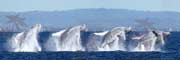 Whale Breach Sequence - Gold Coast Australia