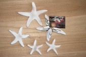 Timber Starfish