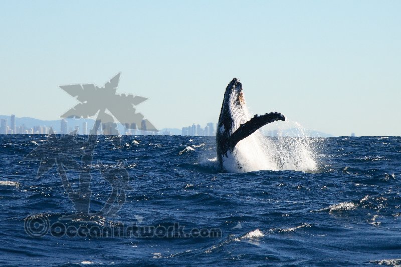 Whale Watching off the Gold Coast, Australia