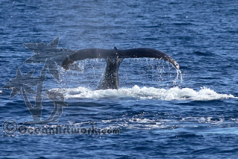More Humpback Whale photos from The Gold Coast Australia