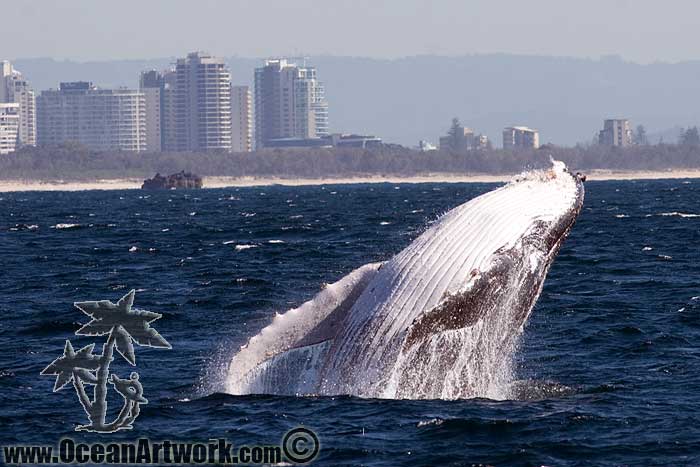 More Humpback Whale photos from the Gold Coast