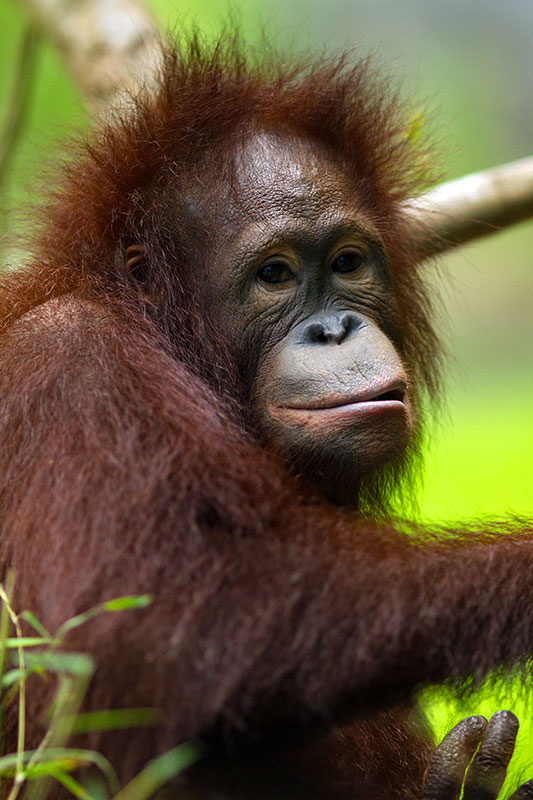 Orang Utan