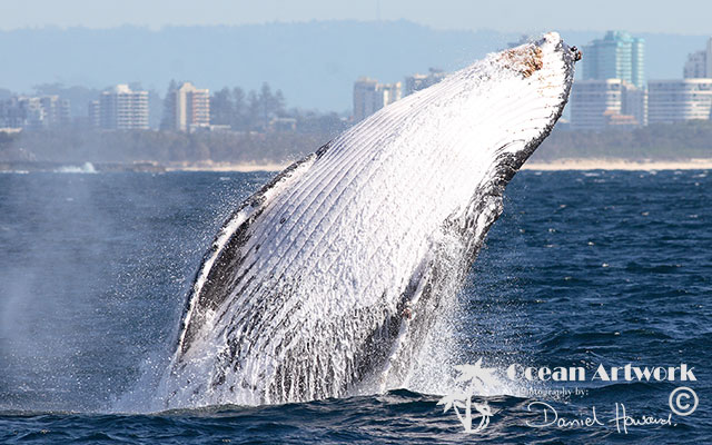 Breaching humpback Whale