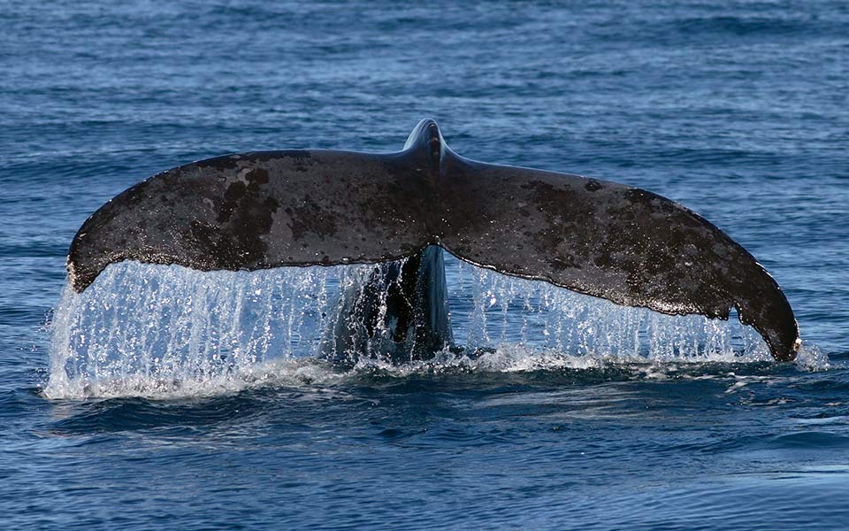 Humpback Whales