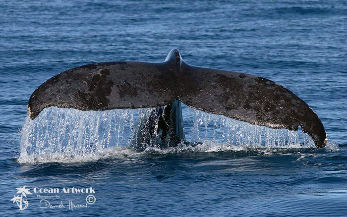 Humpback Whale Tail