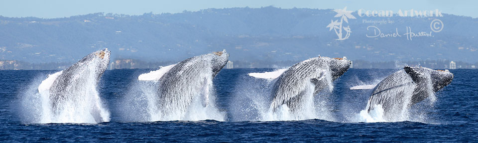 A sequence of a Humpack Whale Breaching off the Gold Coast, Australia