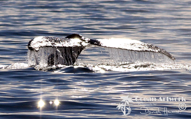 The sun glistening on the Tail of a Humpback Whale off the Gold Coast, Australia