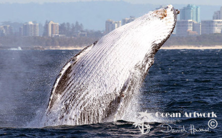 Whale Photos