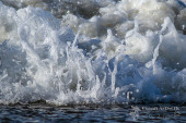 foamies in the shore break