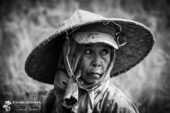 Balinese lady in Rice Paddy